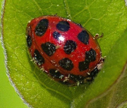 Réf. 320 959 : Harmonia axyridis